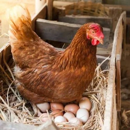 Ayam Penelur Lohmann Brown: Pilihan Popular untuk Pengeluaran Telur Berkualiti