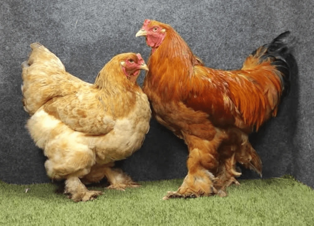 Ayam Hidup