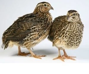 Burung
